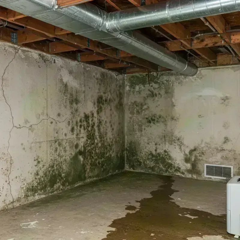 Professional Mold Removal in Central City, IL